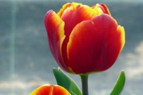 panda sports_7月财新中国服务业PMI降至52.8创四个月新低(图4) xiongmao体育