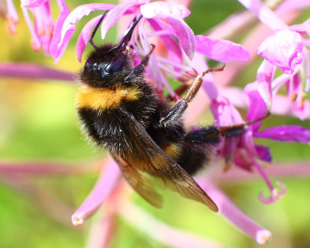 曼联错失良机!马夏尔妙传 林加德单刀挑射辣眼睛:xiongmao体育(图1) 熊猫体育