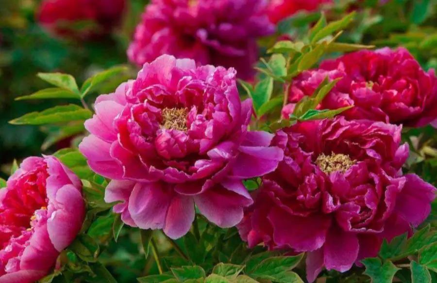 熊猫体育|博雷戈谈米尔斯布里捷斯定位(图1) 熊猫体育